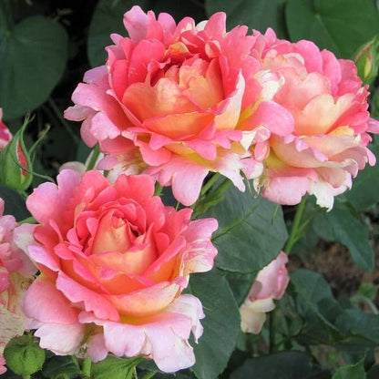 Rose des Cisterciens ® Floribunda Roses garden rose bushes potted or bare root plants
