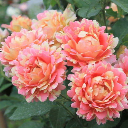 Rose des Cisterciens ® Floribunda Roses garden rose bushes potted or bare root plants