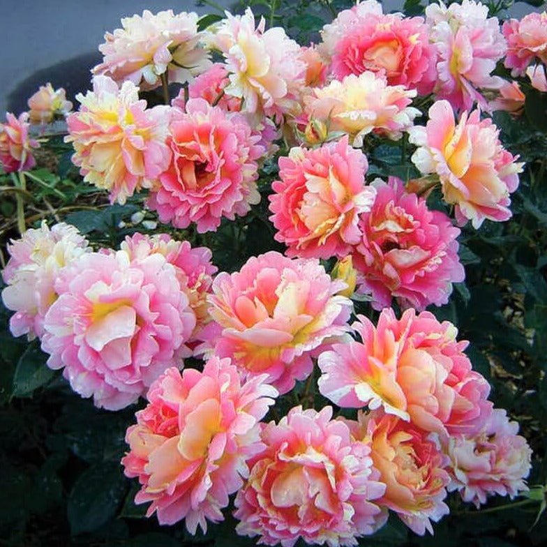 Rose des Cisterciens ® Floribunda Roses garden rose bushes potted or bare root plants