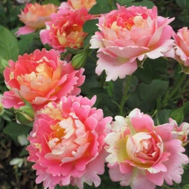 Rose des Cisterciens ® Floribunda Roses garden rose bushes potted or bare root plants