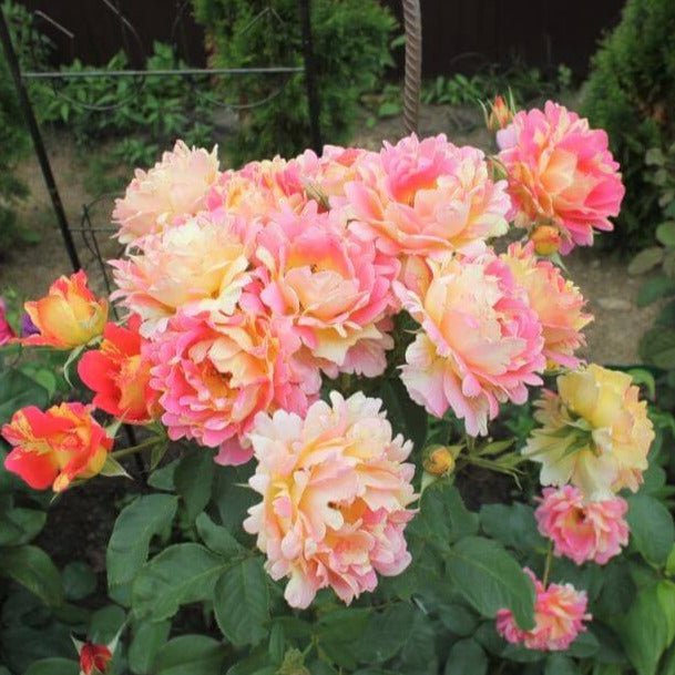 Rose des Cisterciens ® Floribunda Roses garden rose bushes potted or bare root plants