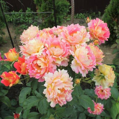 Rose des Cisterciens ® Floribunda Roses garden rose bushes potted or bare root plants