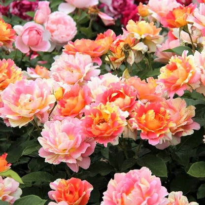 Rose des Cisterciens ® Floribunda Roses garden rose bushes potted or bare root plants