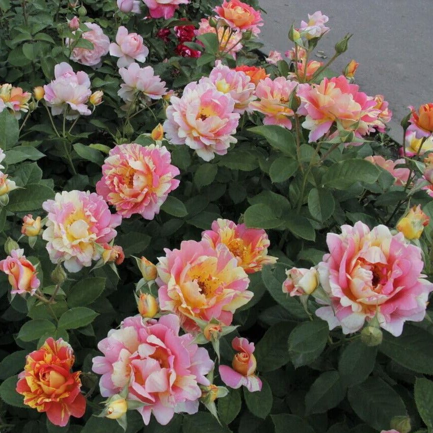 Rose des Cisterciens ® Floribunda Roses garden rose bushes potted or bare root plants