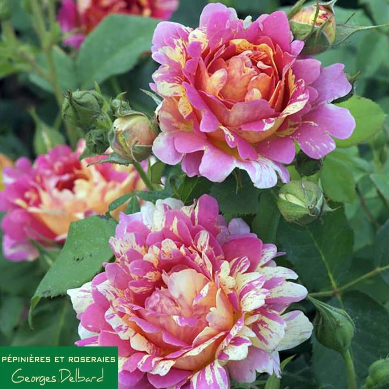 Rose des Cisterciens ® Floribunda Roses garden rose bushes potted or bare root plants