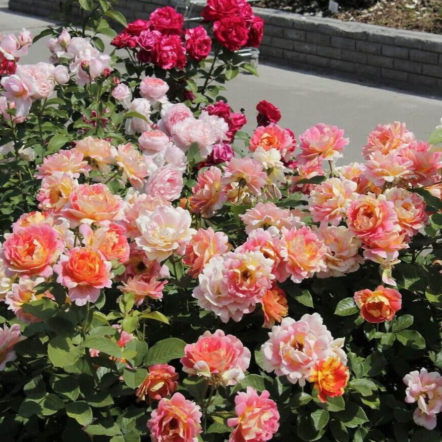 Rose des Cisterciens ® Floribunda Roses garden rose bushes potted or bare root plants