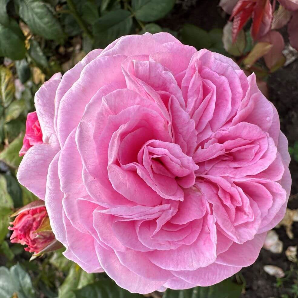 Rosengrafin Marie Henriette