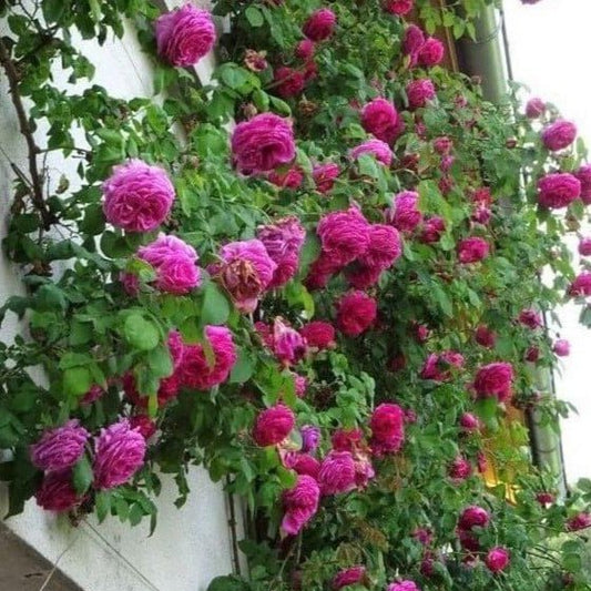 Sachsengruss ®' Climbing Roses garden rose bushes potted or bare root plants