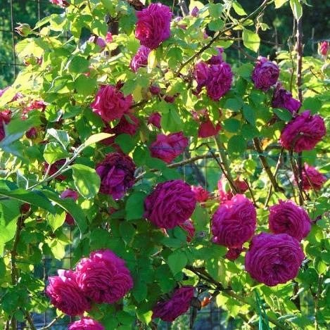Sachsengruss ®' Climbing Roses garden rose bushes potted or bare root plants