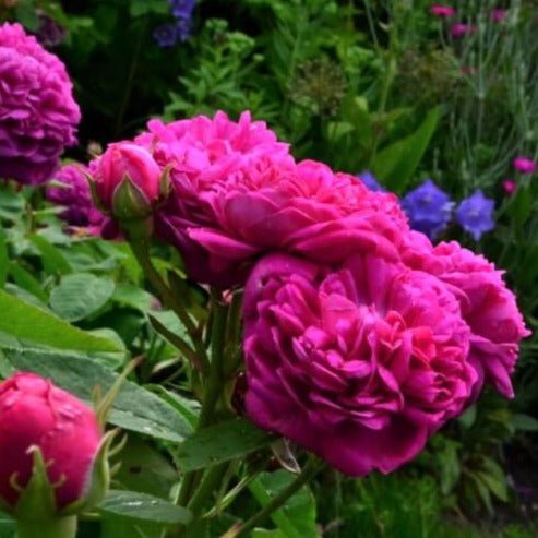 Sachsengruss ®' Climbing Roses garden rose bushes potted or bare root plants