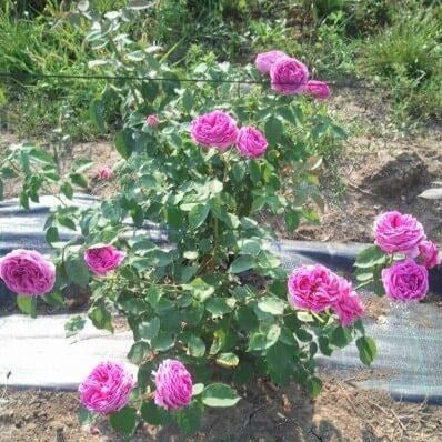 Sachsengruss ®' Climbing Roses garden rose bushes potted or bare root plants