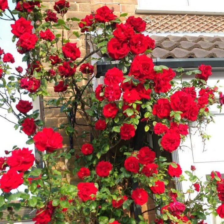 Santana ® Climbing Roses garden rose bushes potted or bare root plants