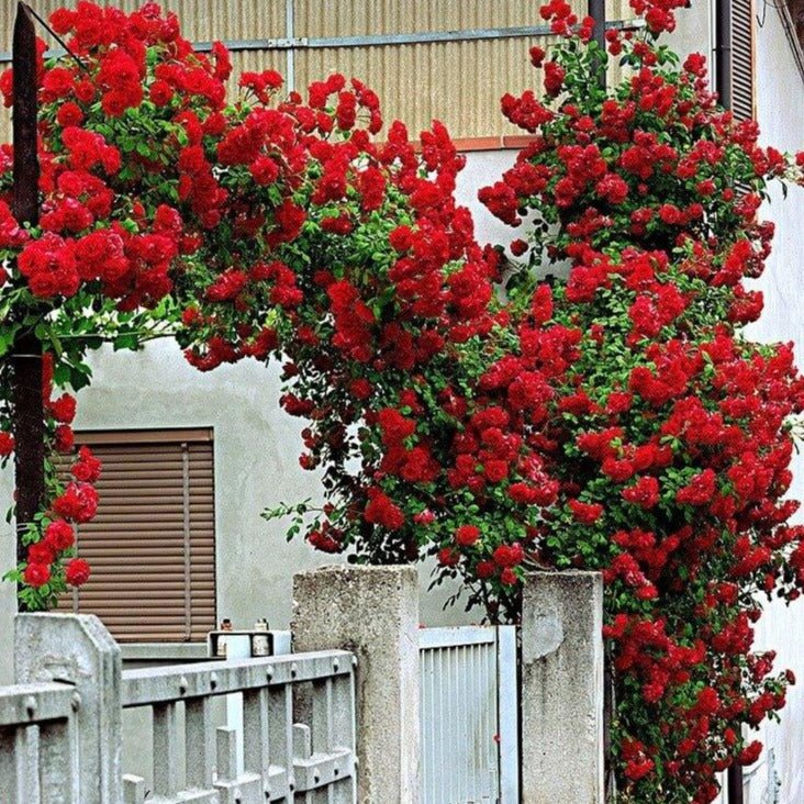 Santana ® Climbing Roses garden rose bushes potted or bare root plants