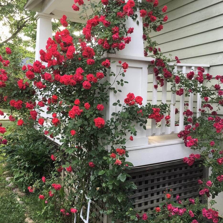 Santana ® Climbing Roses garden rose bushes potted or bare root plants