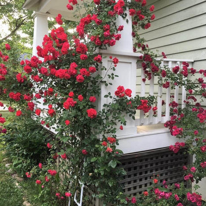 Santana ® Climbing Roses garden rose bushes potted or bare root plants