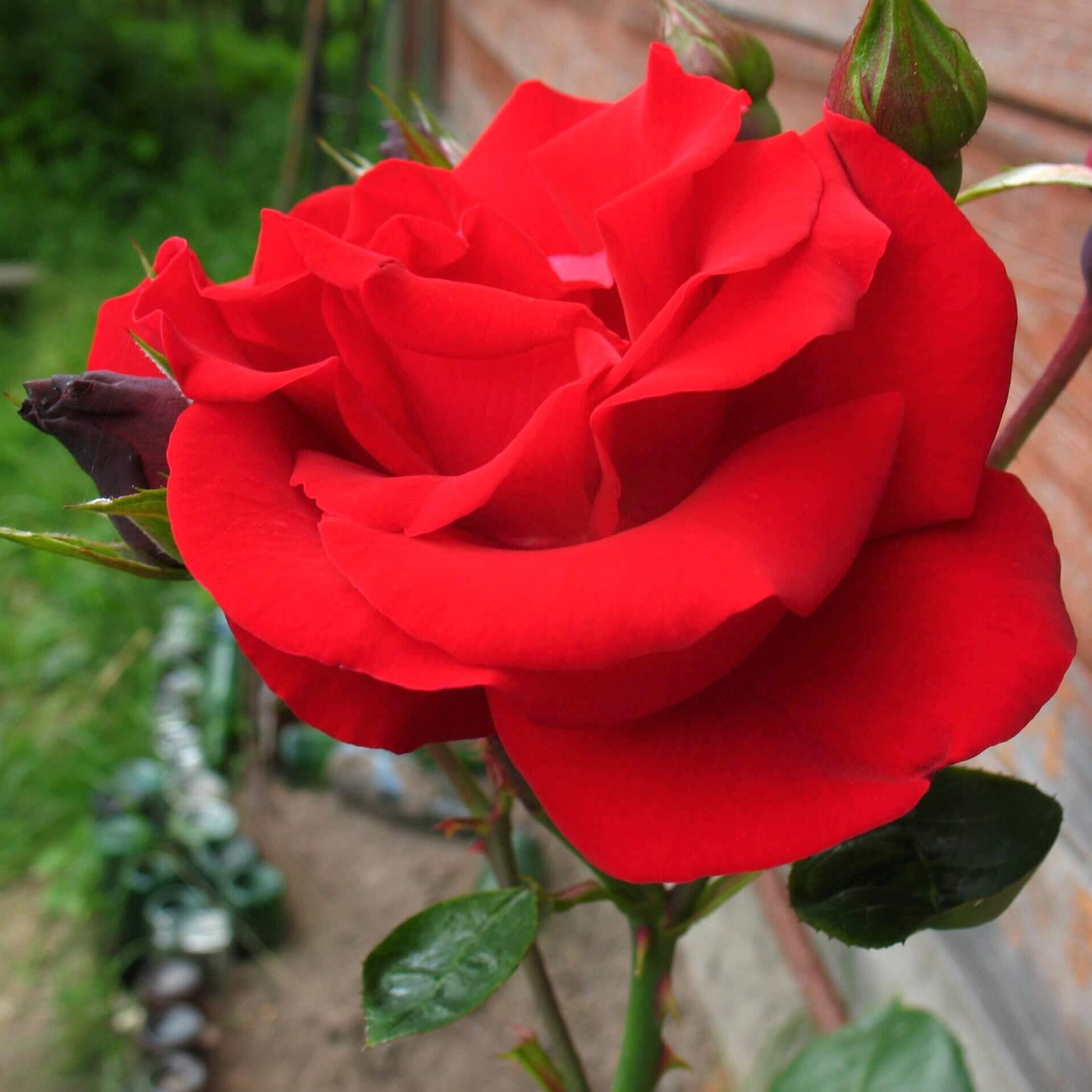 Santana ® Climbing Roses garden rose bushes potted or bare root plants