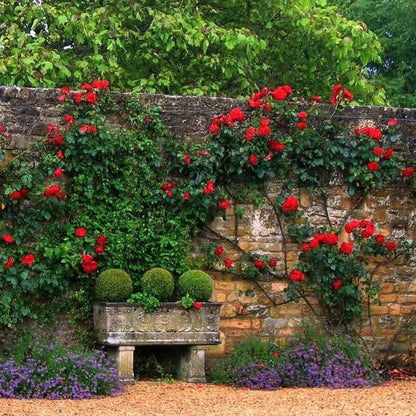 Santana ® Climbing Roses garden rose bushes potted or bare root plants
