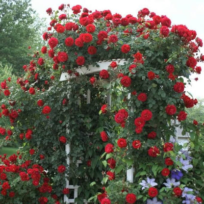 Santana ® Climbing Roses garden rose bushes potted or bare root plants