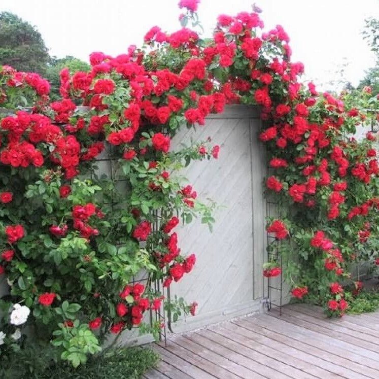 Santana ® Climbing Roses garden rose bushes potted or bare root plants