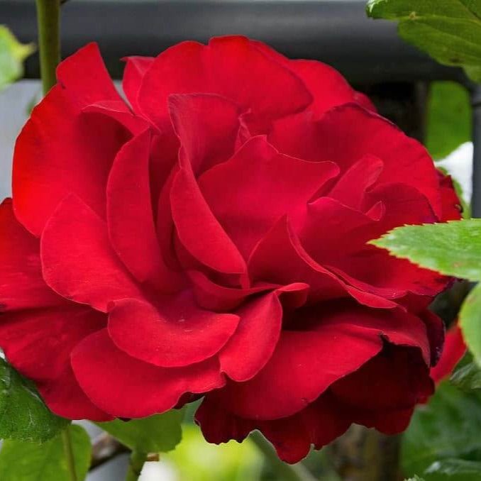 Santana ® Climbing Roses garden rose bushes potted or bare root plants