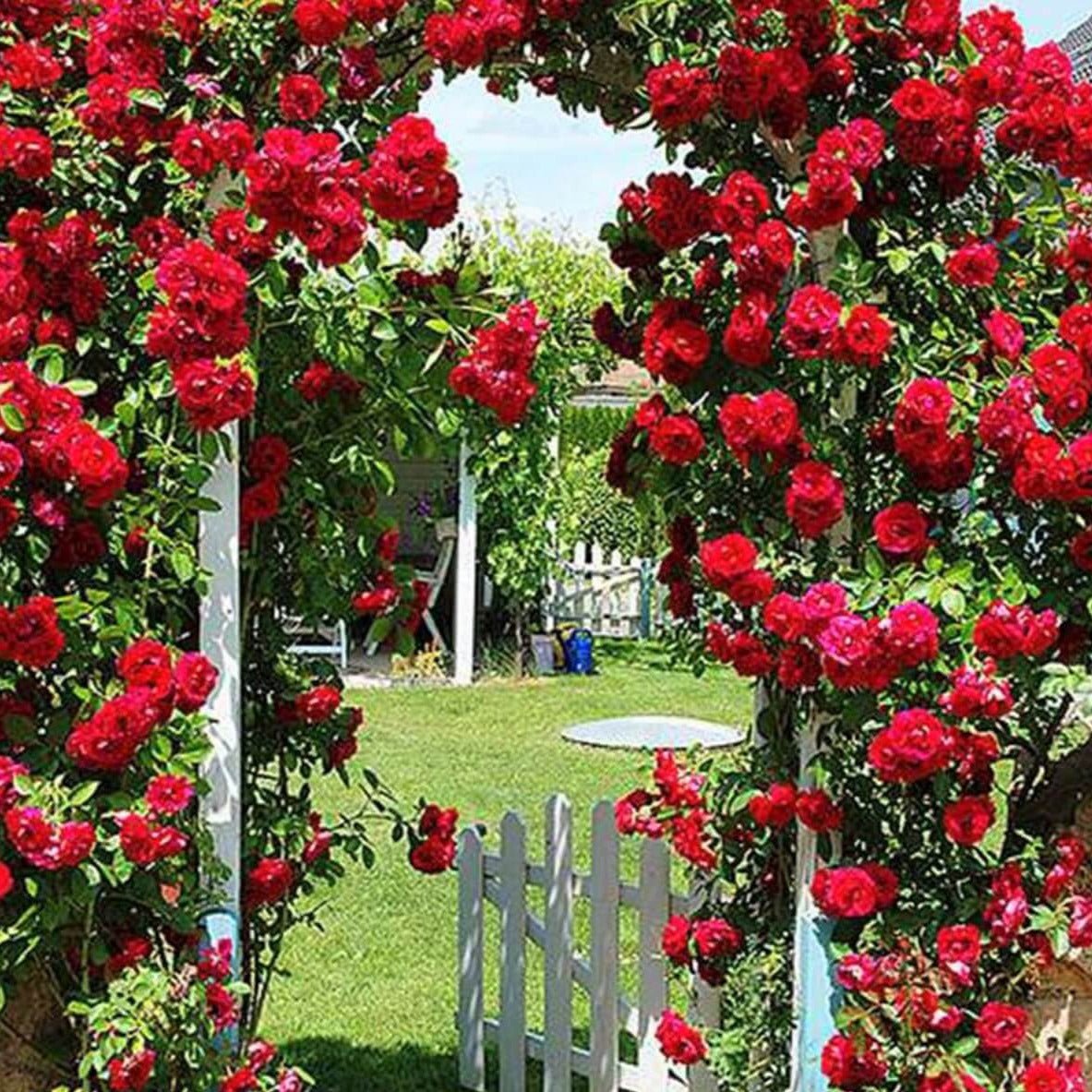 Santana ® Climbing Roses garden rose bushes potted or bare root plants