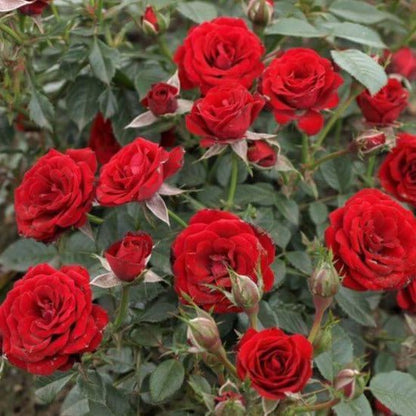 Scarlet Hit ®' Floribunda Roses garden rose bushes potted or bare root plants