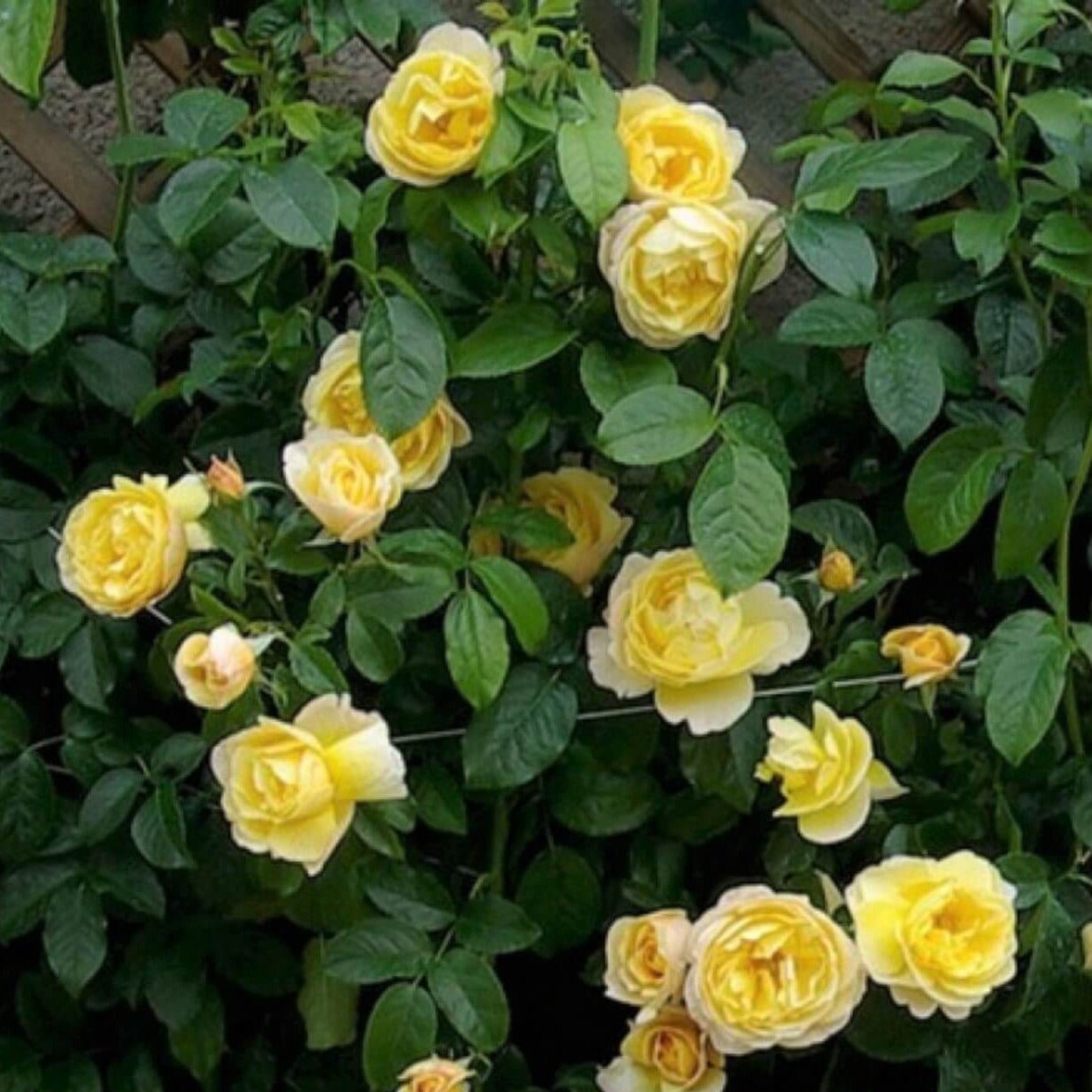 Soleil Vertical ® Climbing Roses garden rose bushes potted or bare root plants