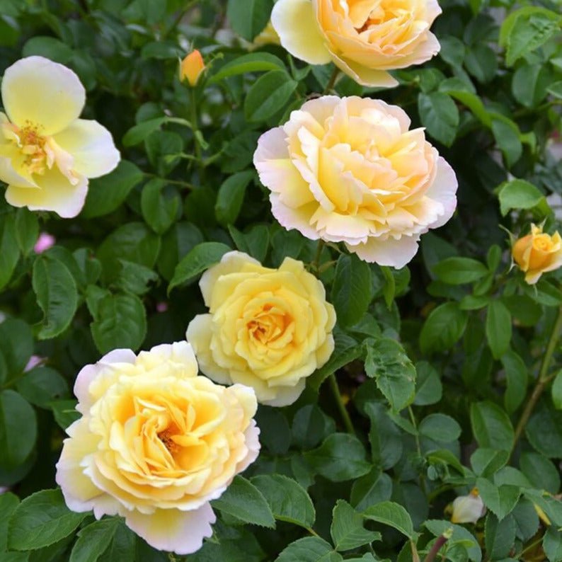 Soleil Vertical ® Climbing Roses garden rose bushes potted or bare root plants