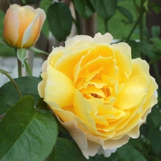 Soleil Vertical ® Climbing Roses garden rose bushes potted or bare root plants