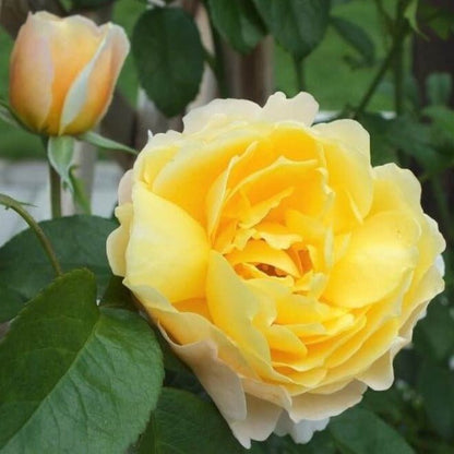 Soleil Vertical ® Climbing Roses garden rose bushes potted or bare root plants