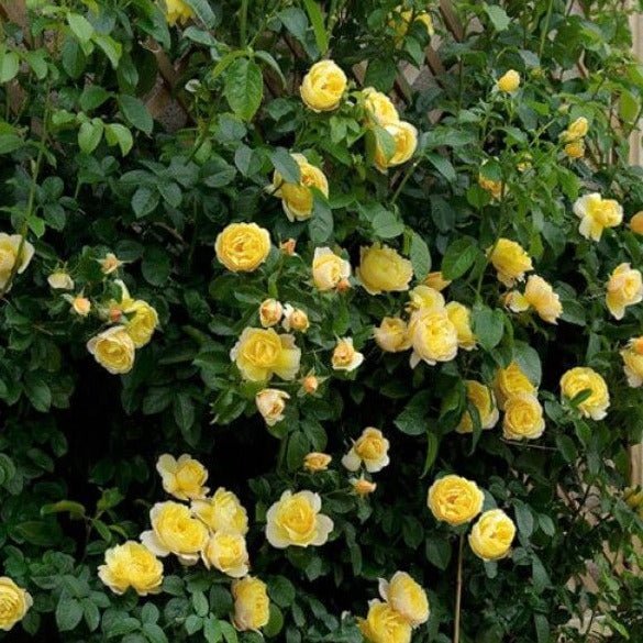 Soleil Vertical ® Climbing Roses garden rose bushes potted or bare root plants