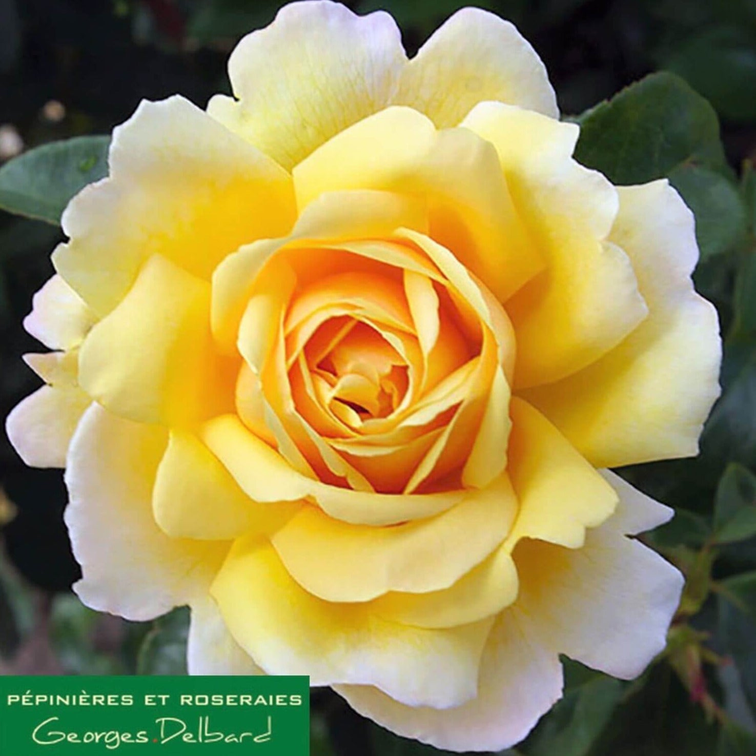 Soleil Vertical ® Climbing Roses garden rose bushes potted or bare root plants