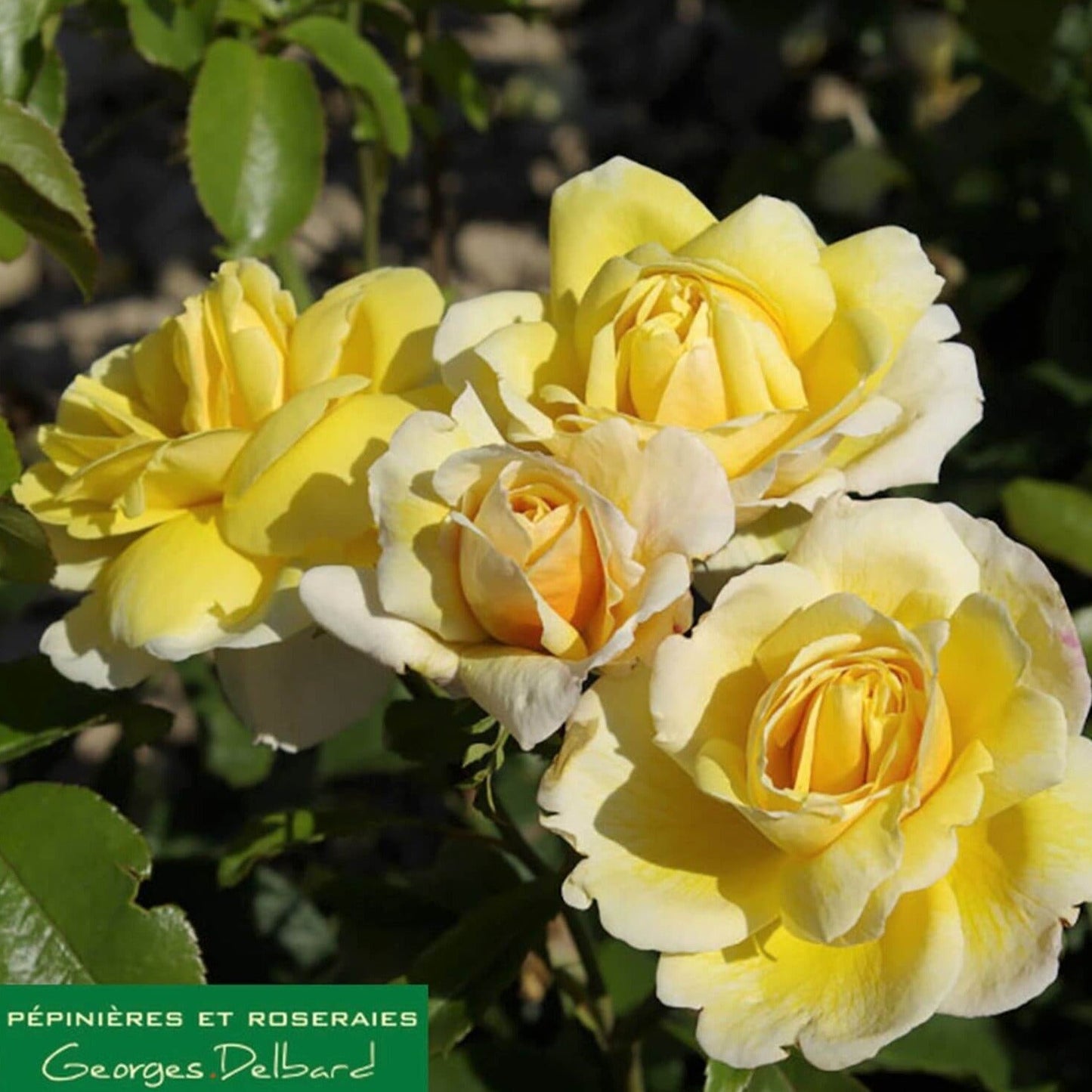 Soleil Vertical ® Climbing Roses garden rose bushes potted or bare root plants