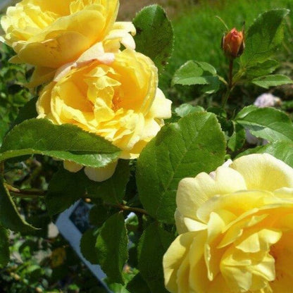 Soleil Vertical ® Climbing Roses garden rose bushes potted or bare root plants