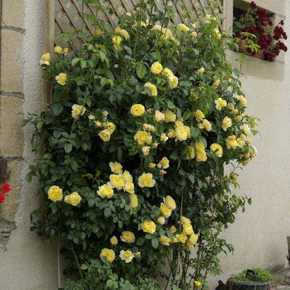Soleil Vertical ® Climbing Roses garden rose bushes potted or bare root plants