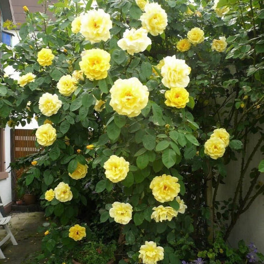 Soleil Vertical ® Climbing Roses garden rose bushes potted or bare root plants