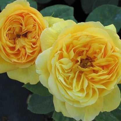 Souvenir de Marcel Proust ® Floribunda Roses garden rose bushes potted or bare root plants