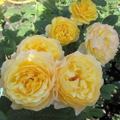 Souvenir de Marcel Proust ® Floribunda Roses garden rose bushes potted or bare root plants