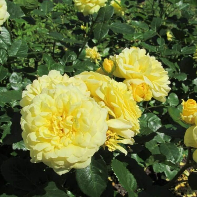 Souvenir de Marcel Proust ® Floribunda Roses garden rose bushes potted or bare root plants