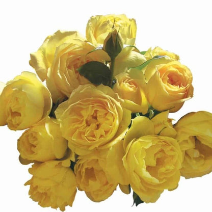 Souvenir de Marcel Proust ® Floribunda Roses garden rose bushes potted or bare root plants