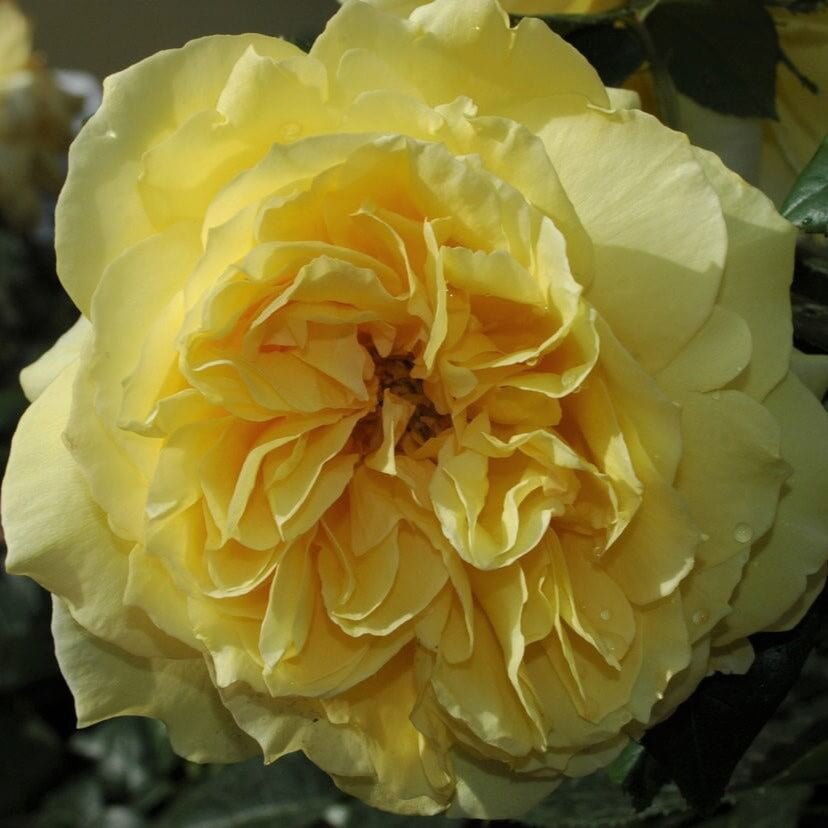 Souvenir de Marcel Proust ® Floribunda Roses garden rose bushes potted or bare root plants