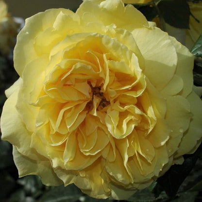 Souvenir de Marcel Proust ® Floribunda Roses garden rose bushes potted or bare root plants