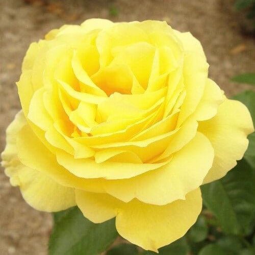 Souvenir de Marcel Proust ® Floribunda Roses garden rose bushes potted or bare root plants