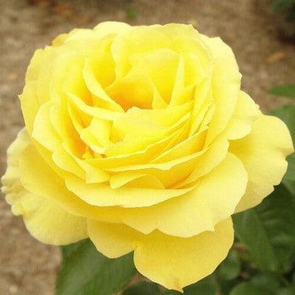 Souvenir de Marcel Proust ® Floribunda Roses garden rose bushes potted or bare root plants