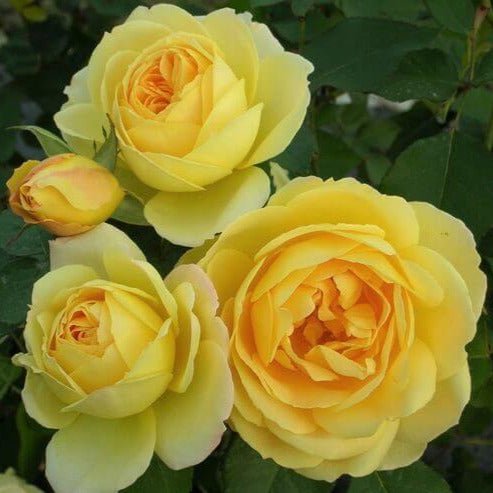Souvenir de Marcel Proust ® Floribunda Roses garden rose bushes potted or bare root plants