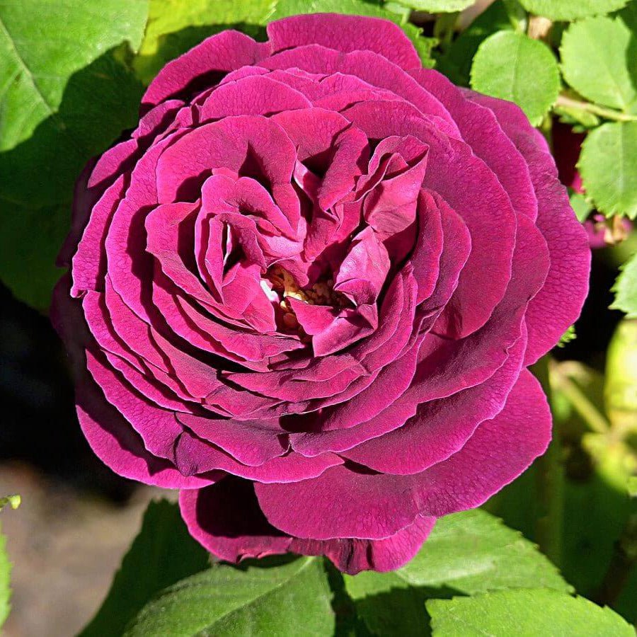 Souvenir du Docteur Jamain ® Climbing Roses garden rose bushes potted or bare root plants