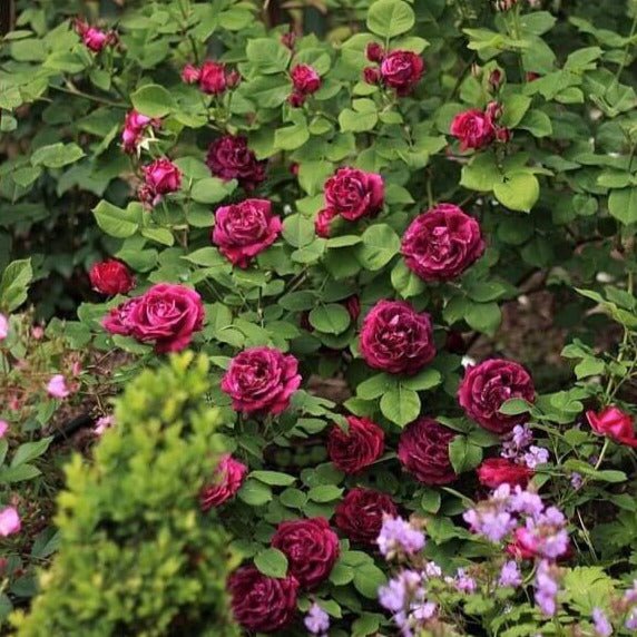 Souvenir du Docteur Jamain ® Climbing Roses garden rose bushes potted or bare root plants