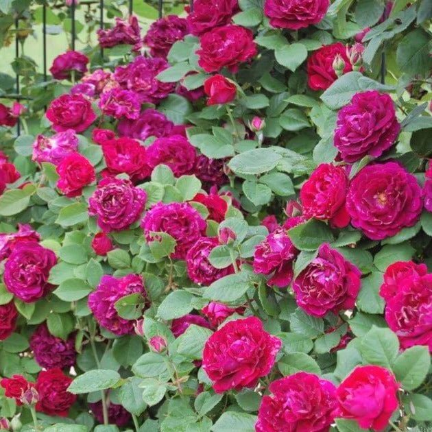 Souvenir du Docteur Jamain ® Climbing Roses garden rose bushes potted or bare root plants