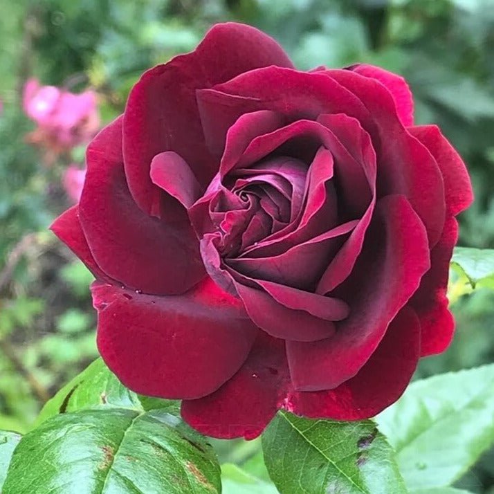 Souvenir du Docteur Jamain ® Climbing Roses garden rose bushes potted or bare root plants