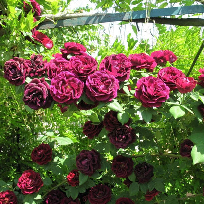 Souvenir du Docteur Jamain ® Climbing Roses garden rose bushes potted or bare root plants